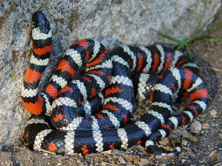 California Mountain Kingsnake